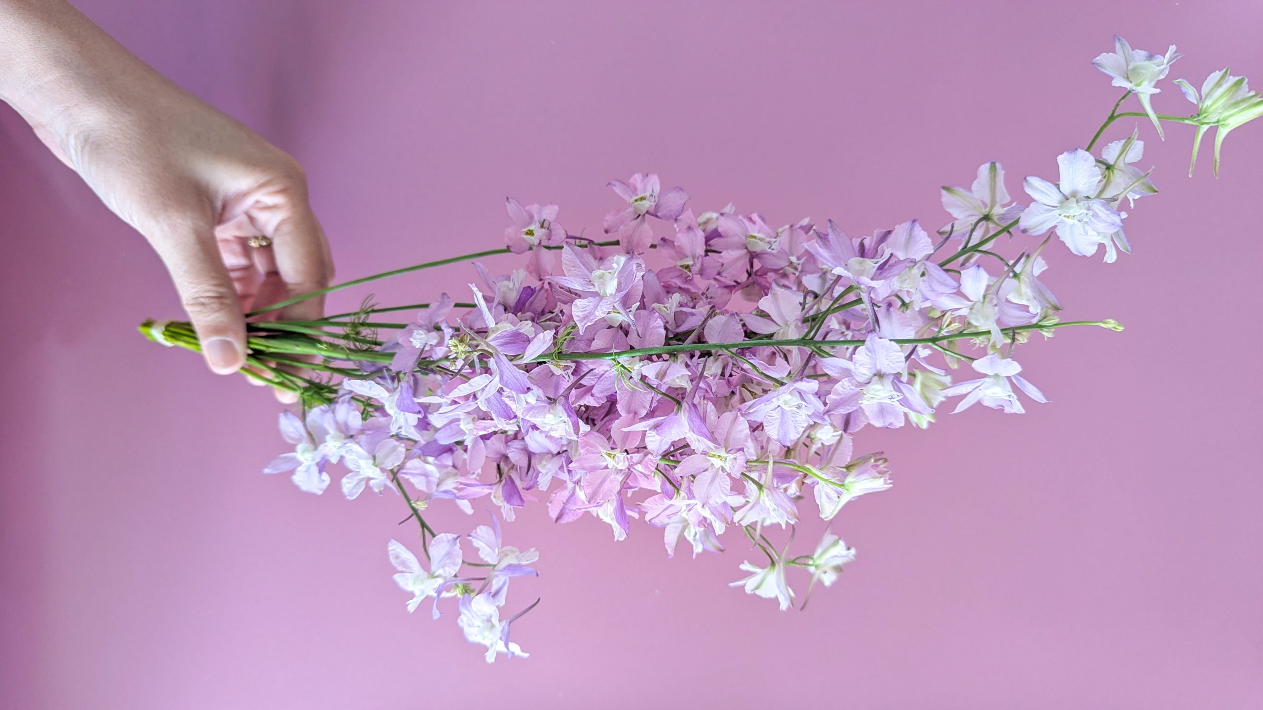 Pied d&rsquo;Alouette – delphinium