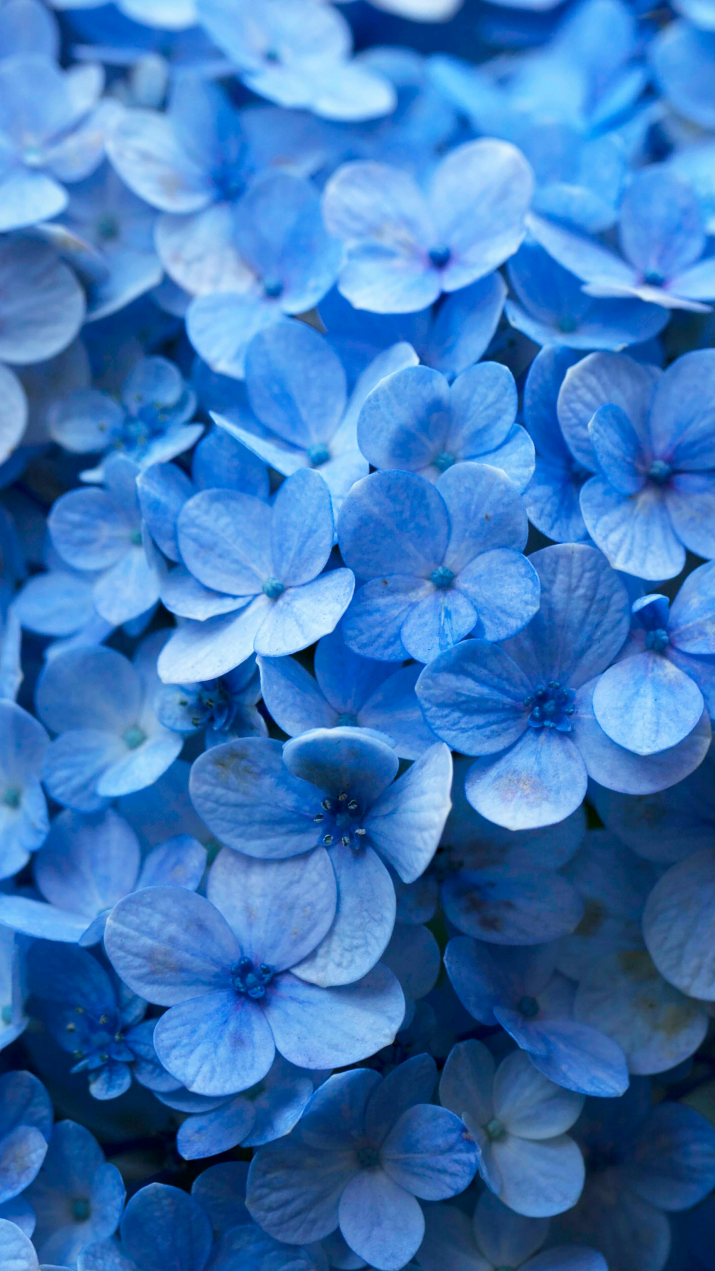 Hortensia – hydrangea