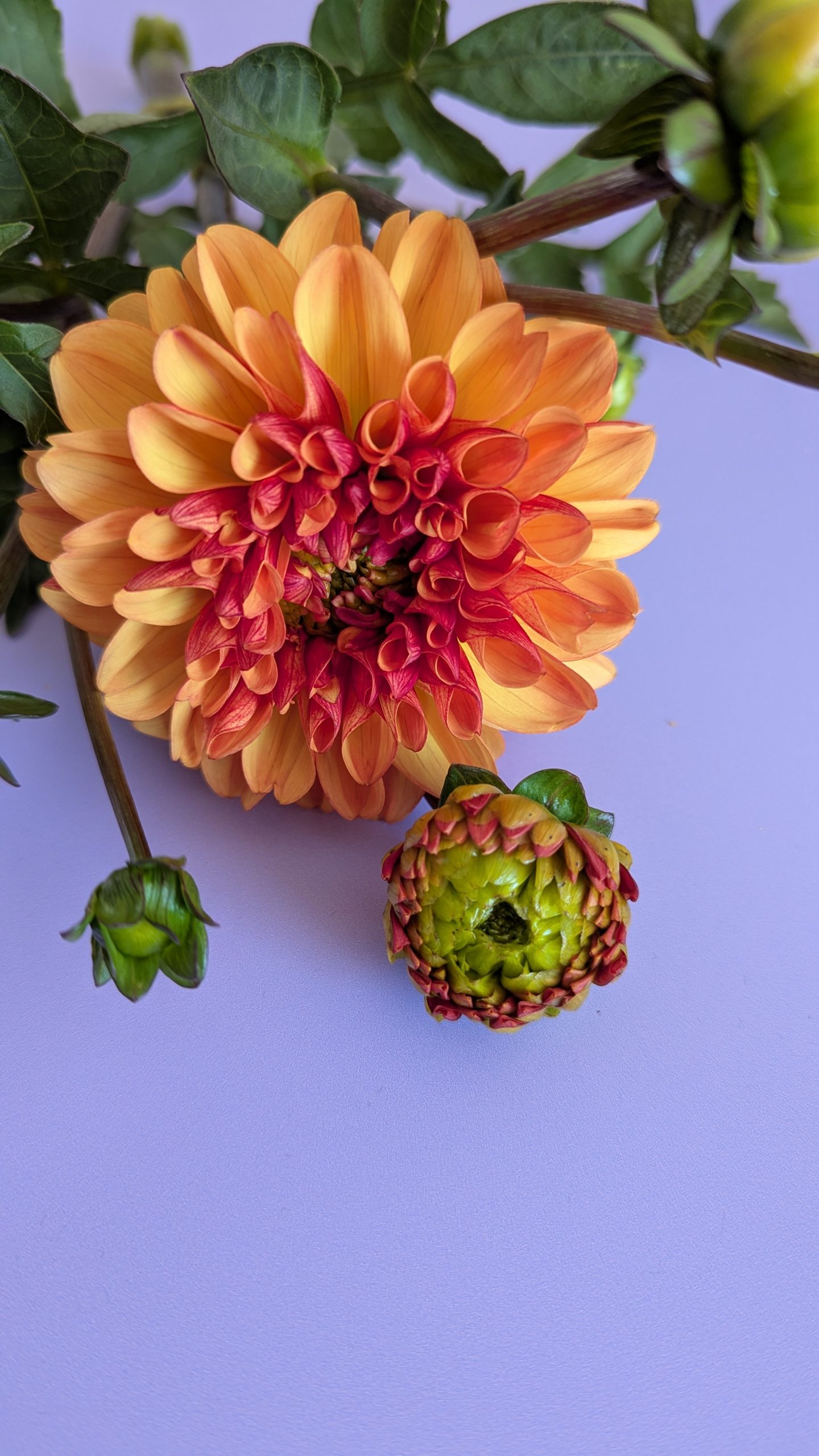 Dahlia – dahlia